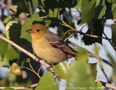 Western Tanager