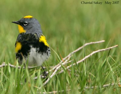 Yellow-rumped-(Audubon's)