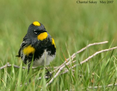 Yellow-rumped-(Audubon's)