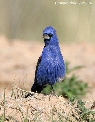 Blue Grosbeak