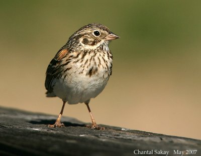 Vesper Sparrow