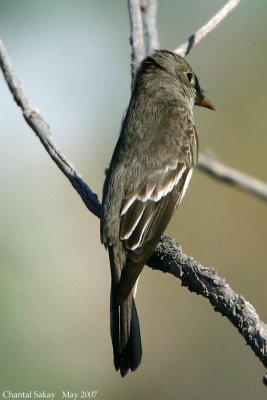 Western Wood Pewee