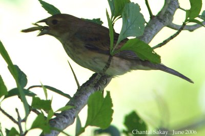 Indigo Bunting - Female