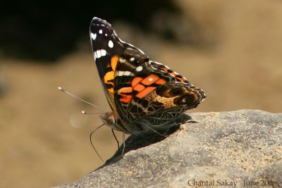 Butterflies