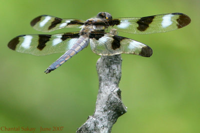 Dragonflies