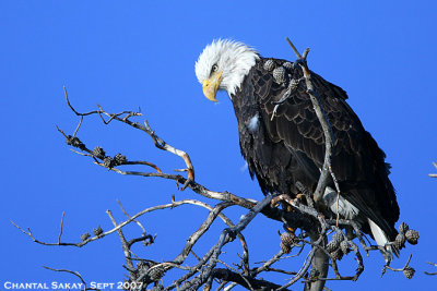 Bald-Eagle-4375.jpg