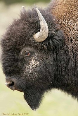 Bison-Bull-2-3867.jpg