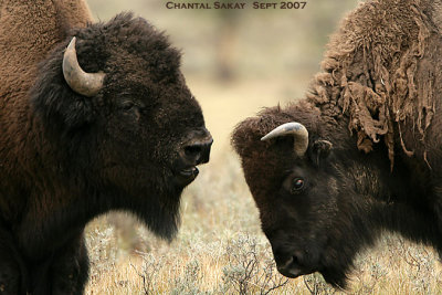 Bison-Bull-and-Cow-2889.jpg
