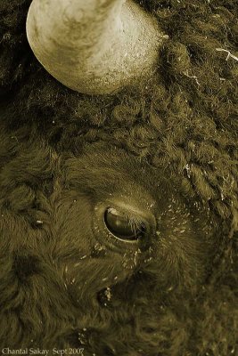 Bison-Sepia-2-3964.jpg