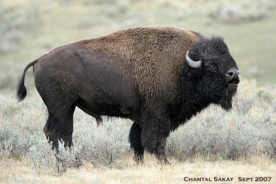 Bull-Bison-2-2953.jpg