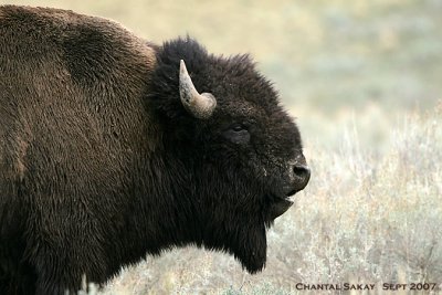 Bull-Bison-2921.jpg