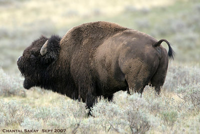 Bull-Bison-2947.jpg