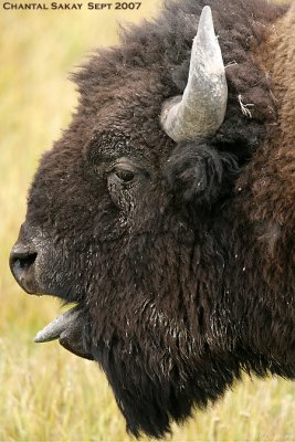 Bull-Bison-3837.jpg