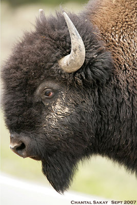 Bull-Bison-3867.jpg