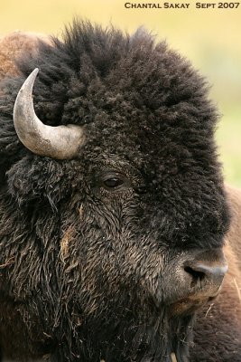 Bull-Bison-3912.jpg