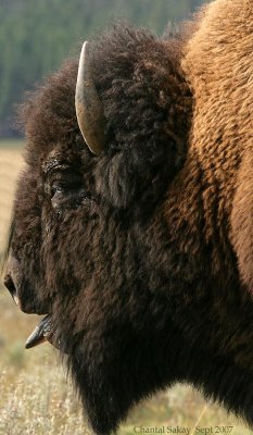 Bull-Bison-4-4043.jpg