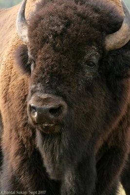 Bull-Bison-4-4052.jpg