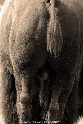 Bull-Bison-4074.jpg