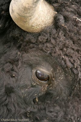 Bull-Bison-Headshot-4-3964.jpg