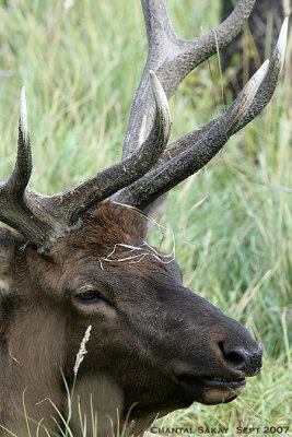 Bull-Elk-2753.jpg
