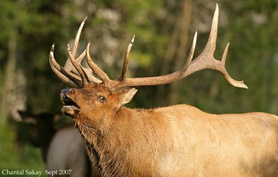 Bull-Elk-Bugling-4258.jpg