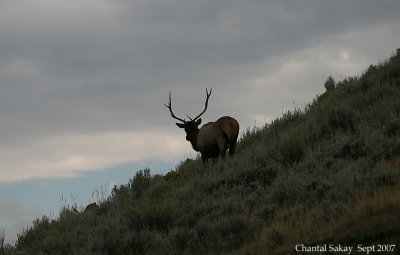 Bull-Elk-On-Hillside-7-0457.jpg