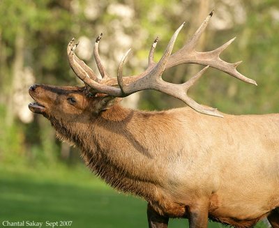 Bull-Elk-Phlegmen-4254.jpg