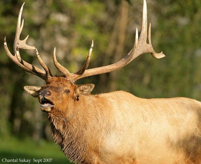 Bull-Elk-Phlegmen-4260.jpg