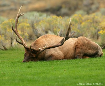 Bull-Elk-Sleeping-4225.jpg