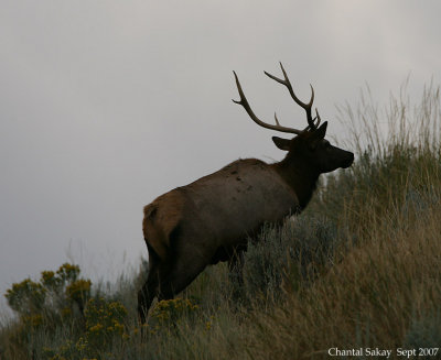 Bull-Elk-on-Hillside-4241.jpg