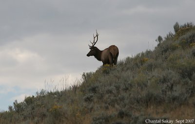 Bull-Elk-on-Hillside-7-0465.jpg
