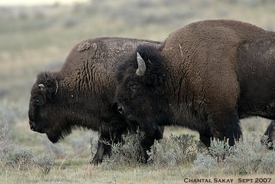 Bull-and-Cow-Bison-2966.jpg