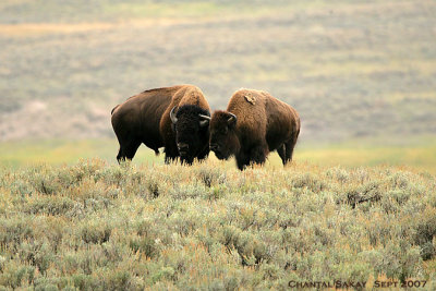 Bull-and-Cow-Bison-3966.jpg