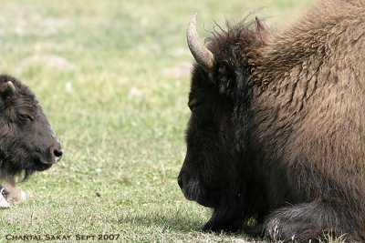 Cow-and-Calf-3820.jpg