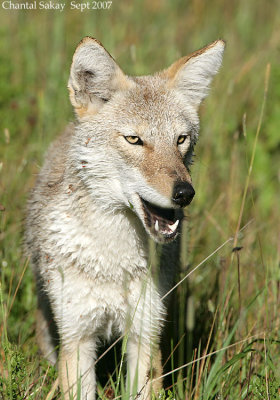 Coyote-3198.jpg