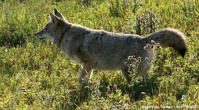 Coyote-3674.jpg