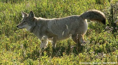 Coyote-3675.jpg
