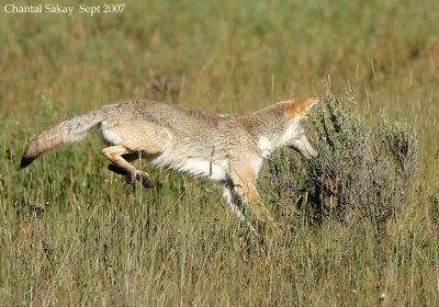 Coyote-Hunting-3232.jpg