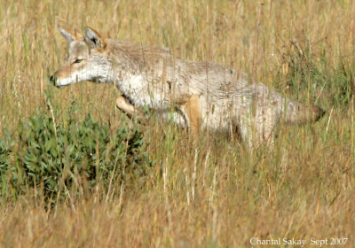 Coyote-Hunting-3267.jpg