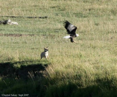 Coyote-and-Eagle-3641.jpg