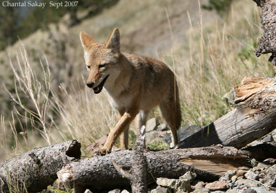 Coyote-at-Dunraven-Pass-016.jpg