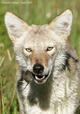 Coyote-with-Vole-1-3194.jpg