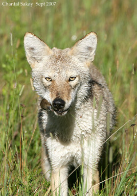 Coyote-with-Vole-3193.jpg