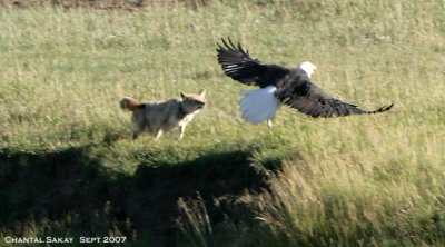 Coyote-and-Eagle-3640.jpg