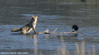 Coyote-and-Raven-3662.jpg