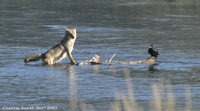 Coyote-and-Raven-3664.jpg