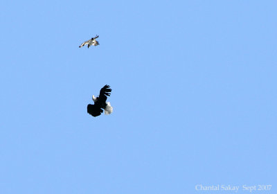 Eagle-and-Osprey-3503.jpg