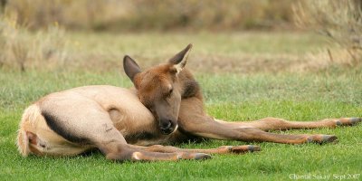 Elk-Baby-Sleeping-4193.jpg