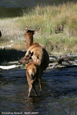 Elk-and-Calf-2672.jpg