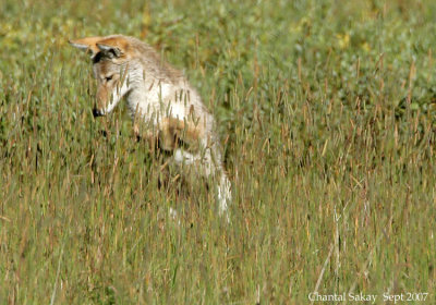 Hunting-Coyote-3247.jpg